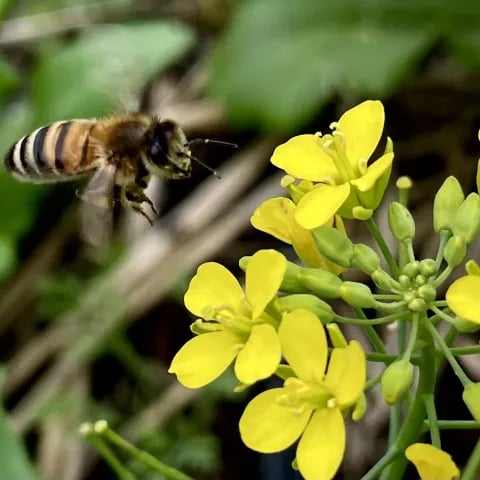 Visit a Working Regenerative Farm 1