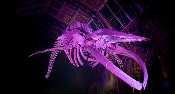 Halloween at the Museum 2