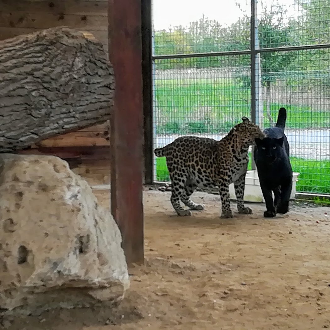 Parc Saint Léger - Parc Animalier 3