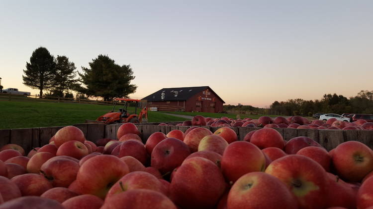 Decker Farm Pumpkin Picking 2