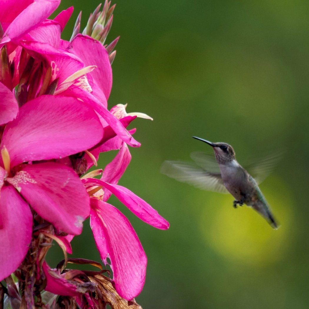 NEC Drop-in: Helpful Hummingbirds 1
