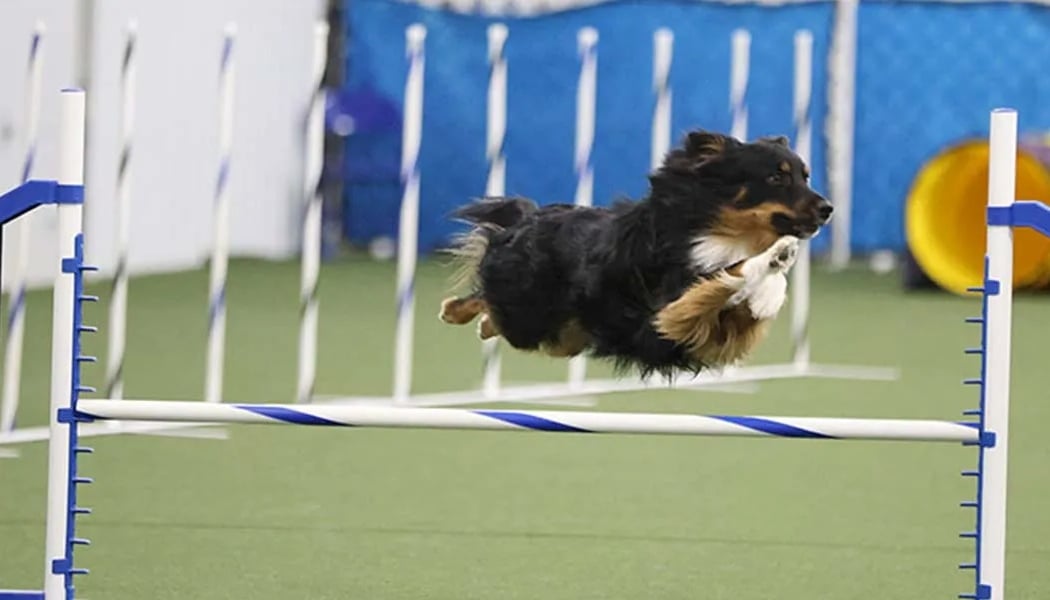 New York State Canine Expo 3