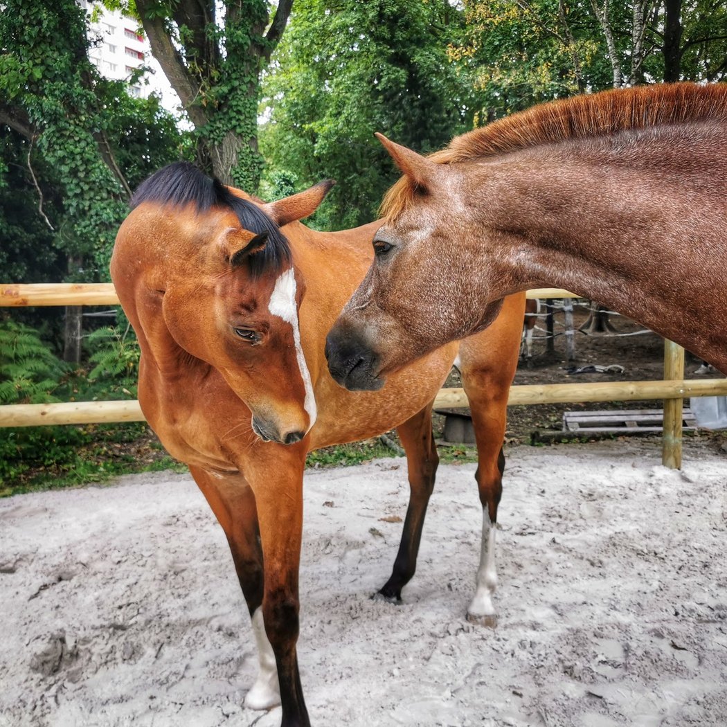 Centre Equestre Montfermeil 1
