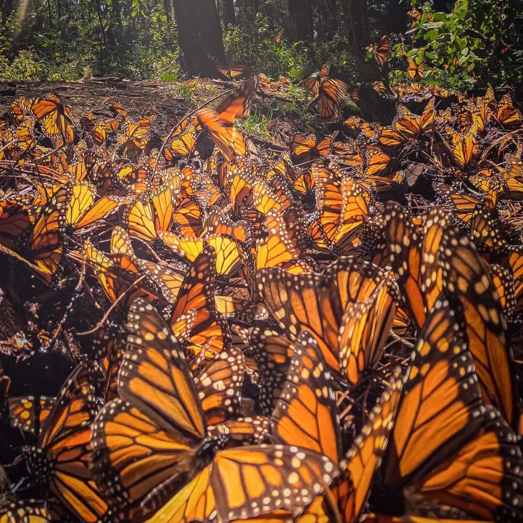 Monarch Nature Trail Volunteer Day 3