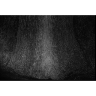 Arboreal Alchemies 2