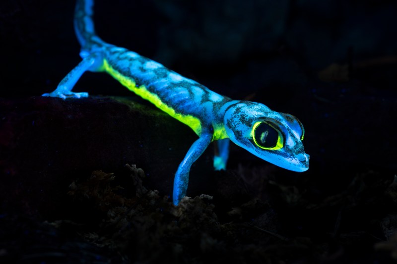 Nature at Night 1
