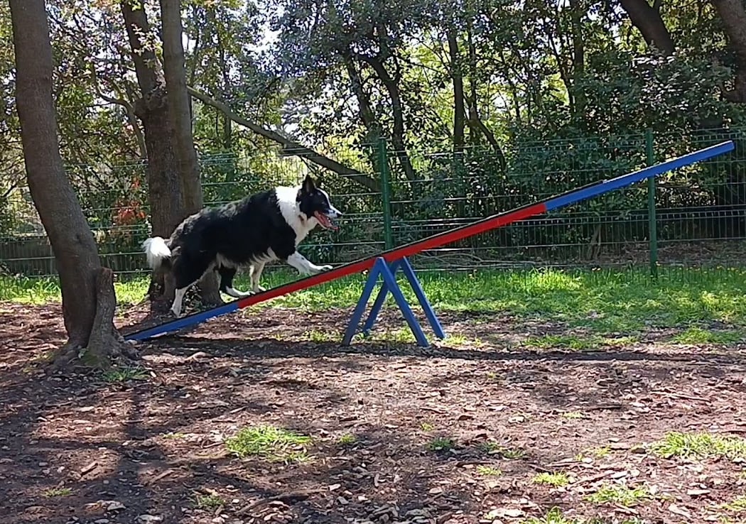 parc à chien 3
