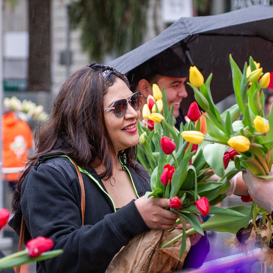 Tulip Day 3