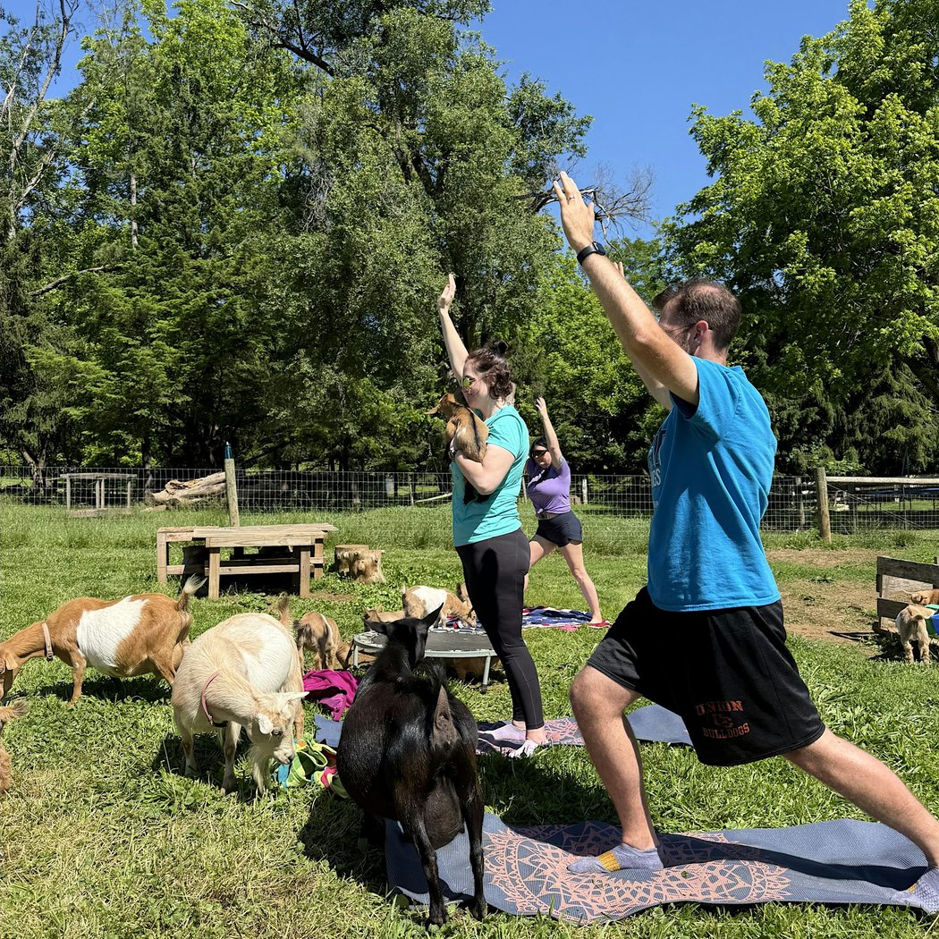 Goat Yoga 2