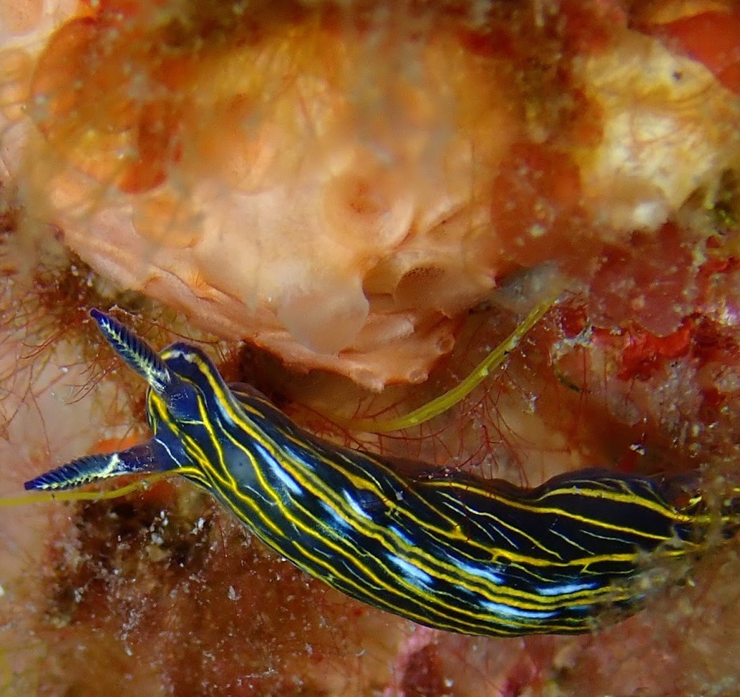Saint Aygulf Plongée 3