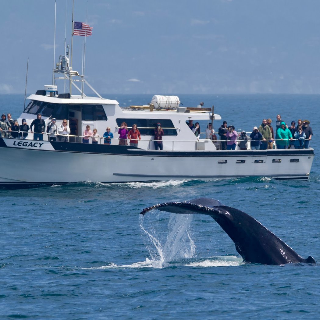 Santa Cruz Whale Watching 1