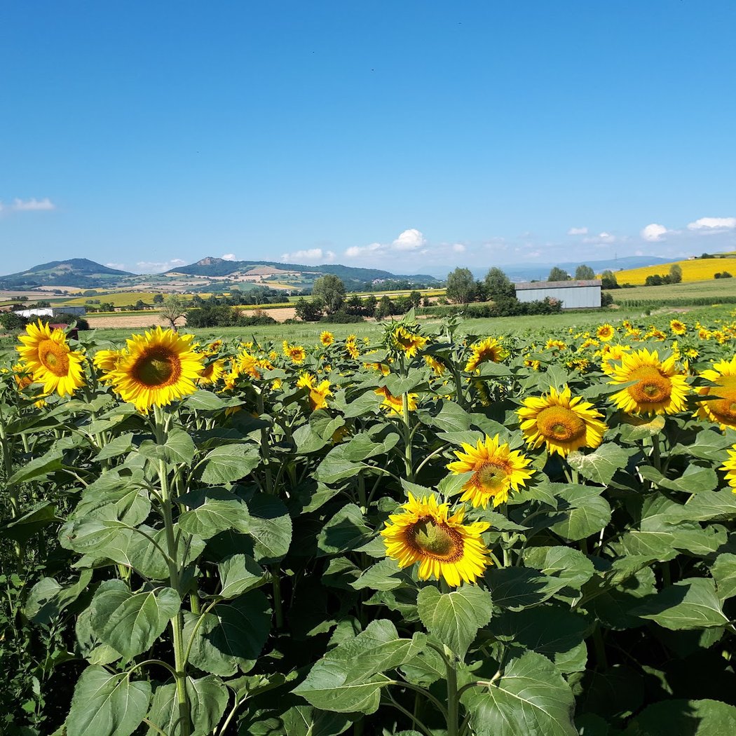 Monts du Livradois 1