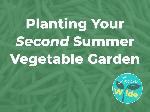 Learn Wylde: Planting Your Second Summer Vegetable Garden 1