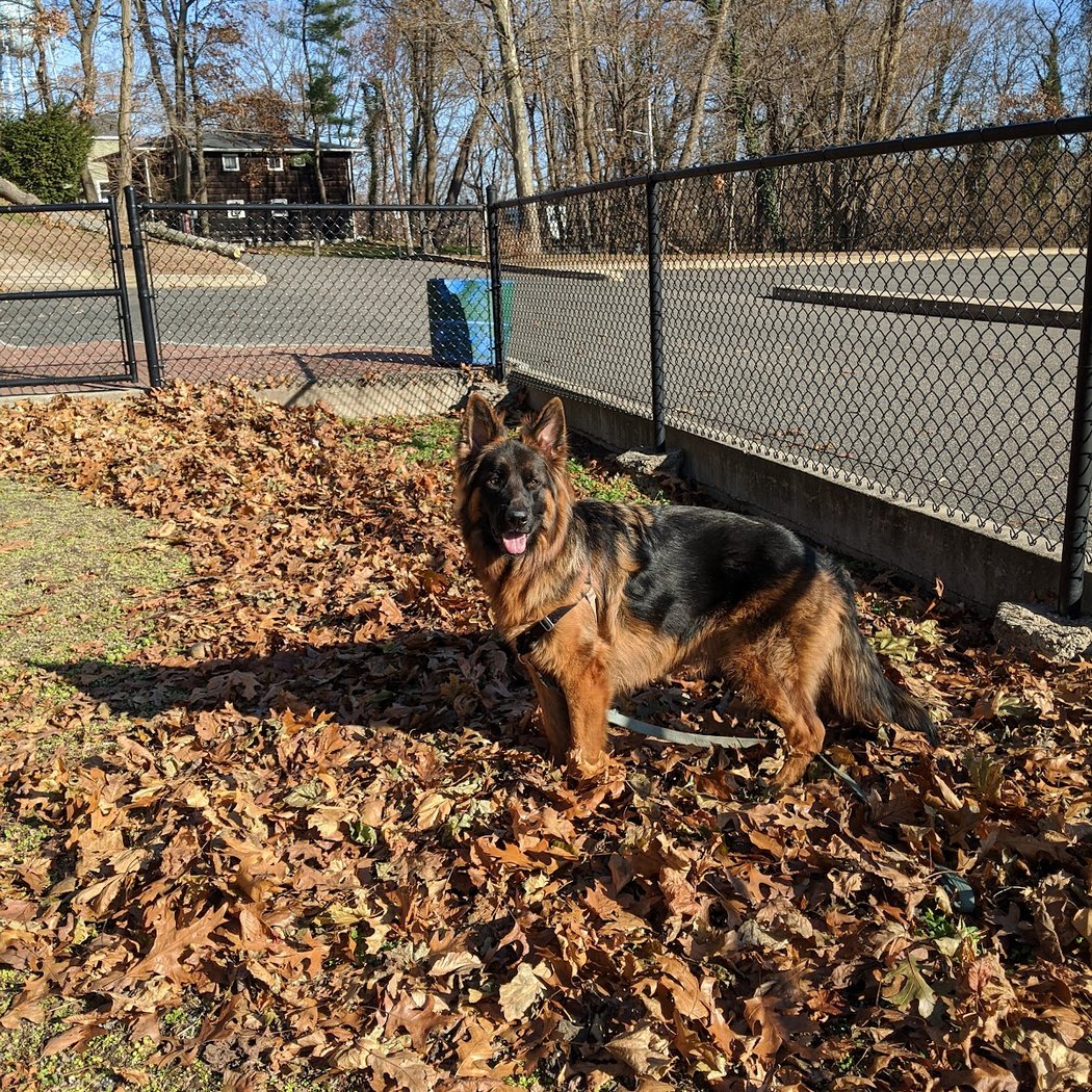Dennis Brian Murray Dog Park 1