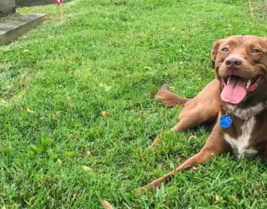 Congressional Unleashed: Pets Guided Tour 1