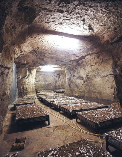 Champignonnière Des Carrières 1