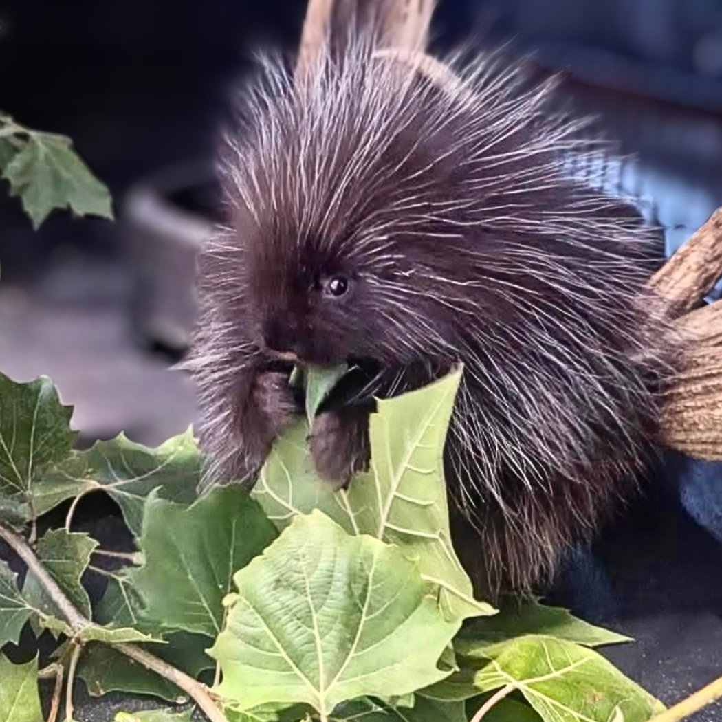 Porcupettes Up Close 3