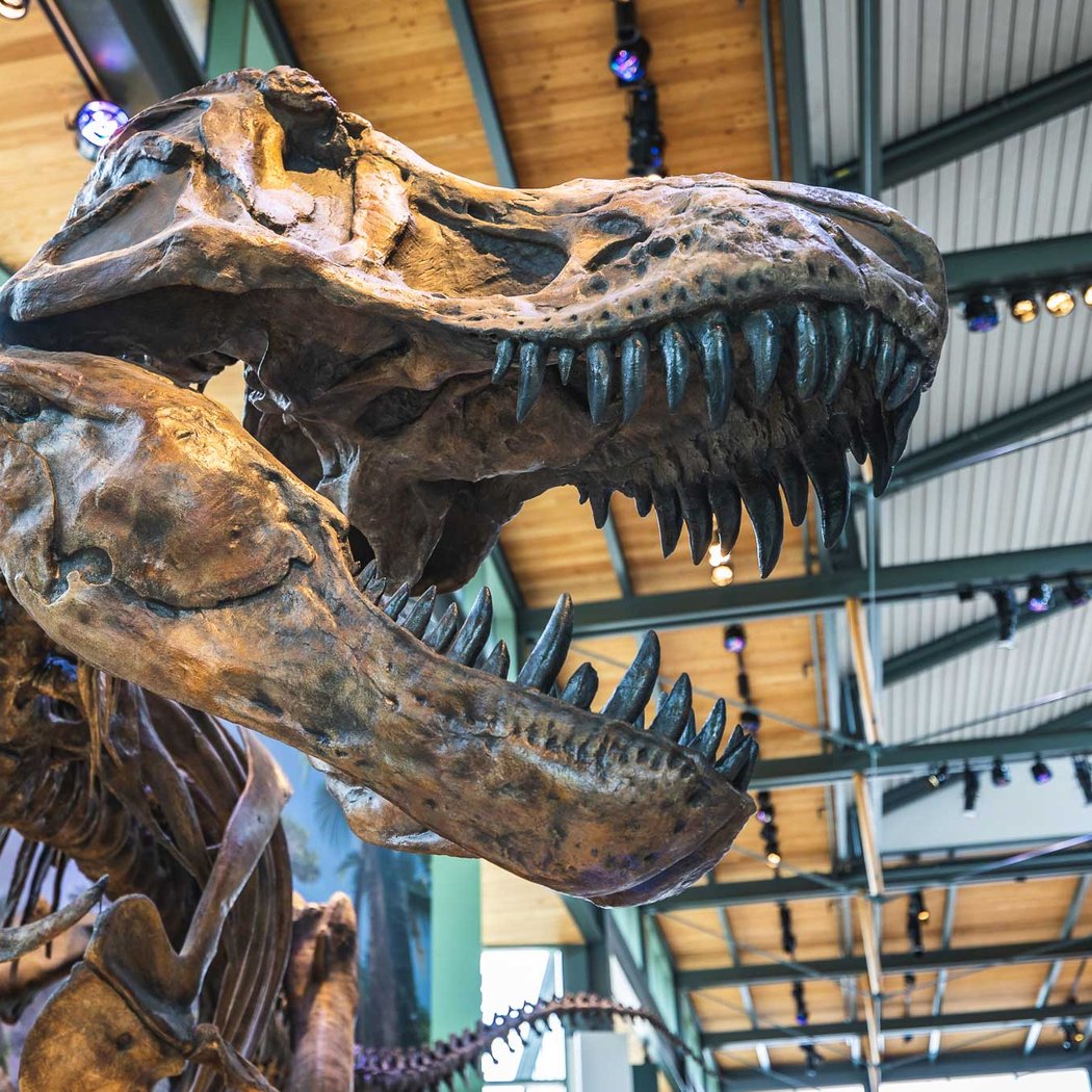 Witte Museum 1