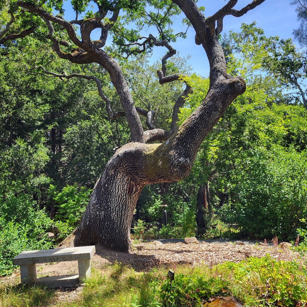 Martha Walker Native Habitat Garden 1