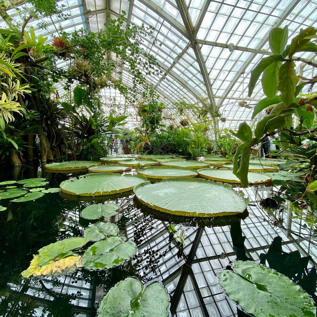 SF's Conservatory of Flowers Free First Tuesdays 2