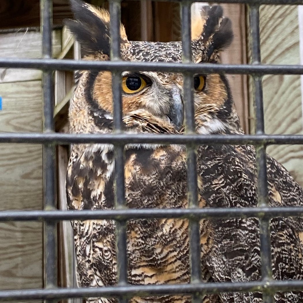 Critter House Open Hours 3