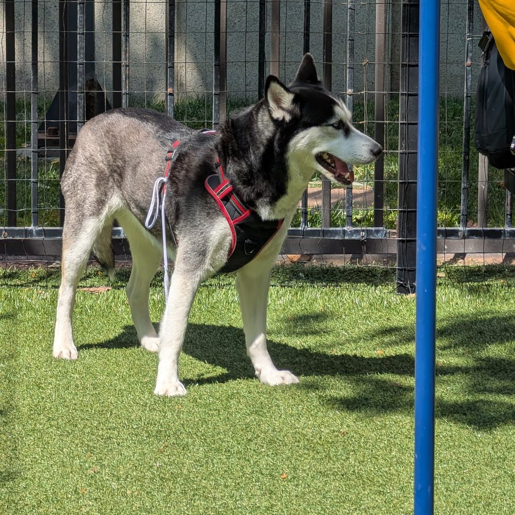 U.N. Plaza Dog Park 1
