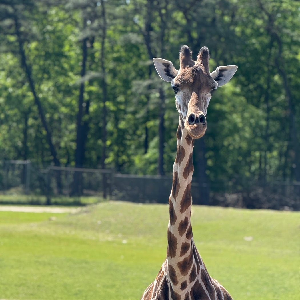 Six Flags Wild Safari 2