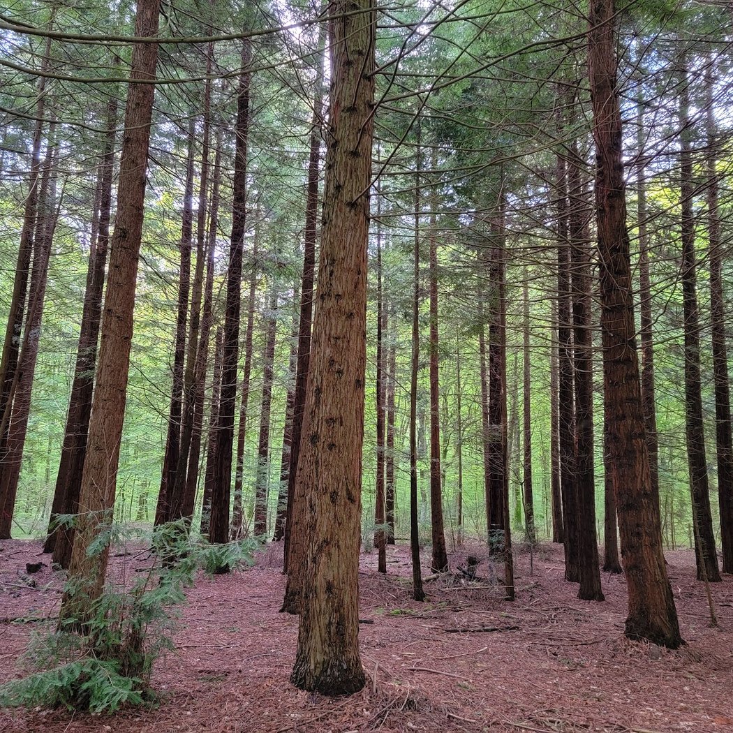 Arboretum des Bordins 1