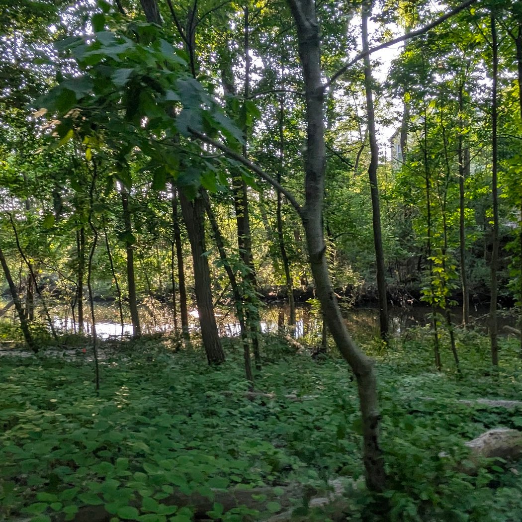 Redbud Nature Area 2
