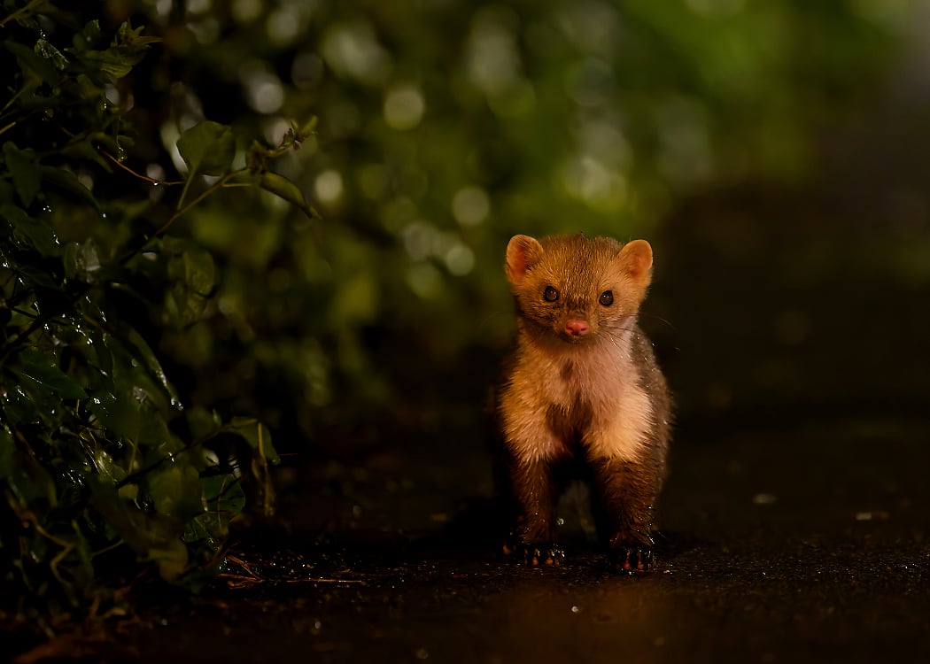 Exposition : La faune sauvage à Paris, mieux la connaître et la soigner 1