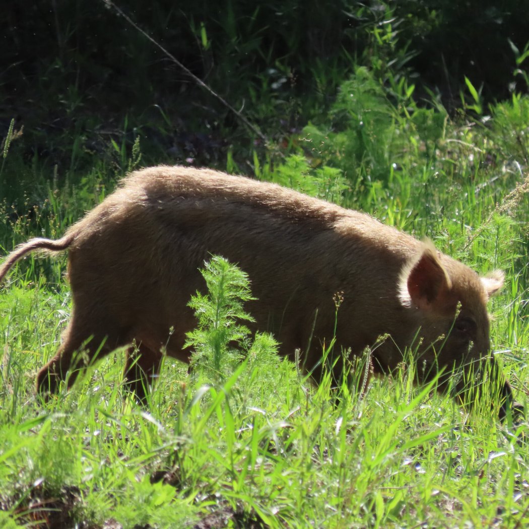 Invasive Species in South Carolina: What Are You and Why Are You Here? 2