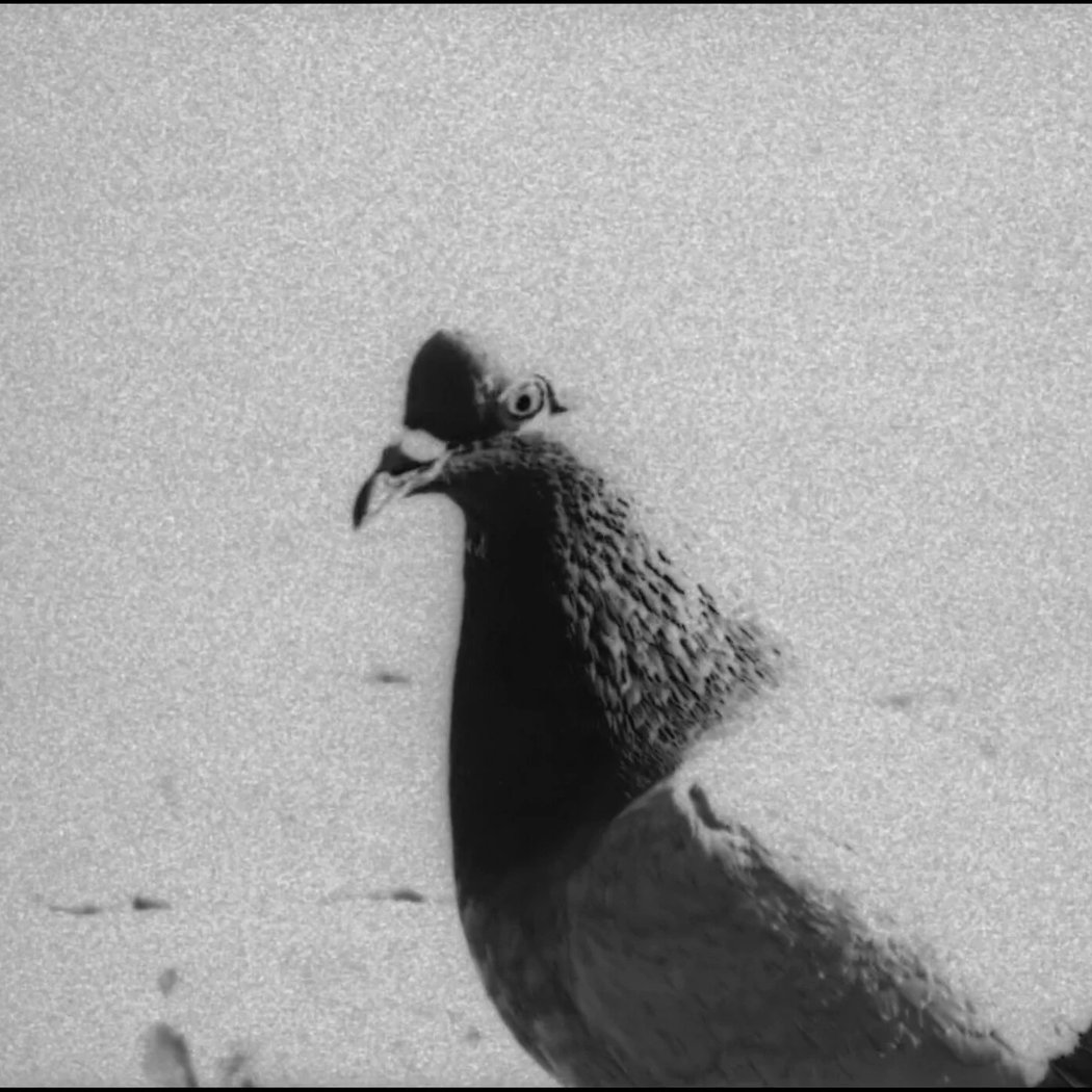 Bestiaire #1 : Pigeons 2