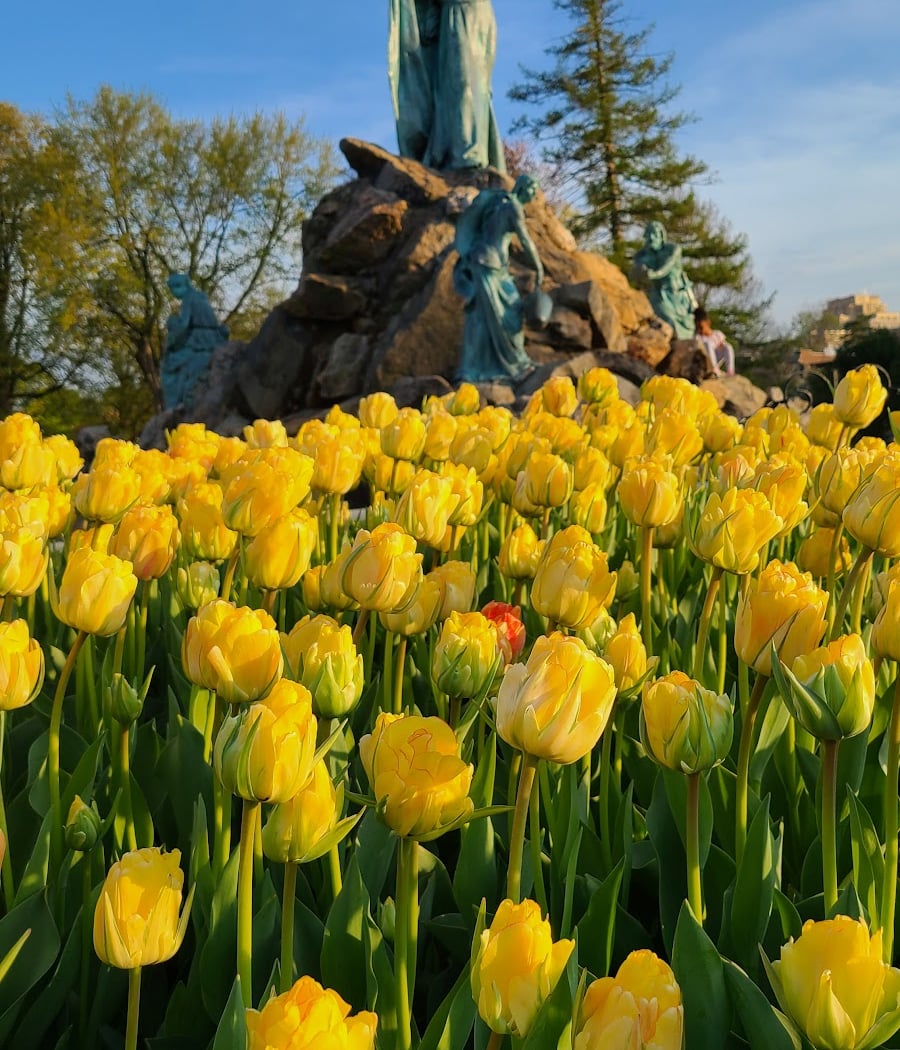 Albany Tulip Festival 3