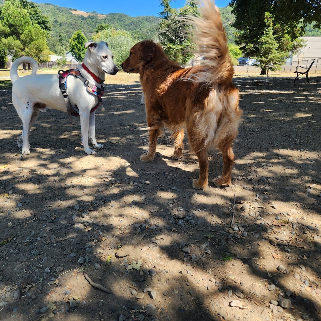 Field of Dogs Dog Park 3