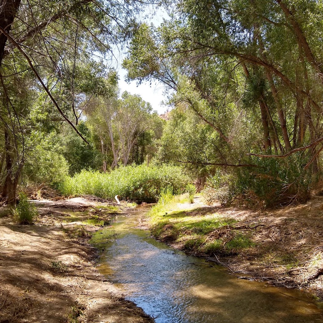 Hassayampa River Preserve 1