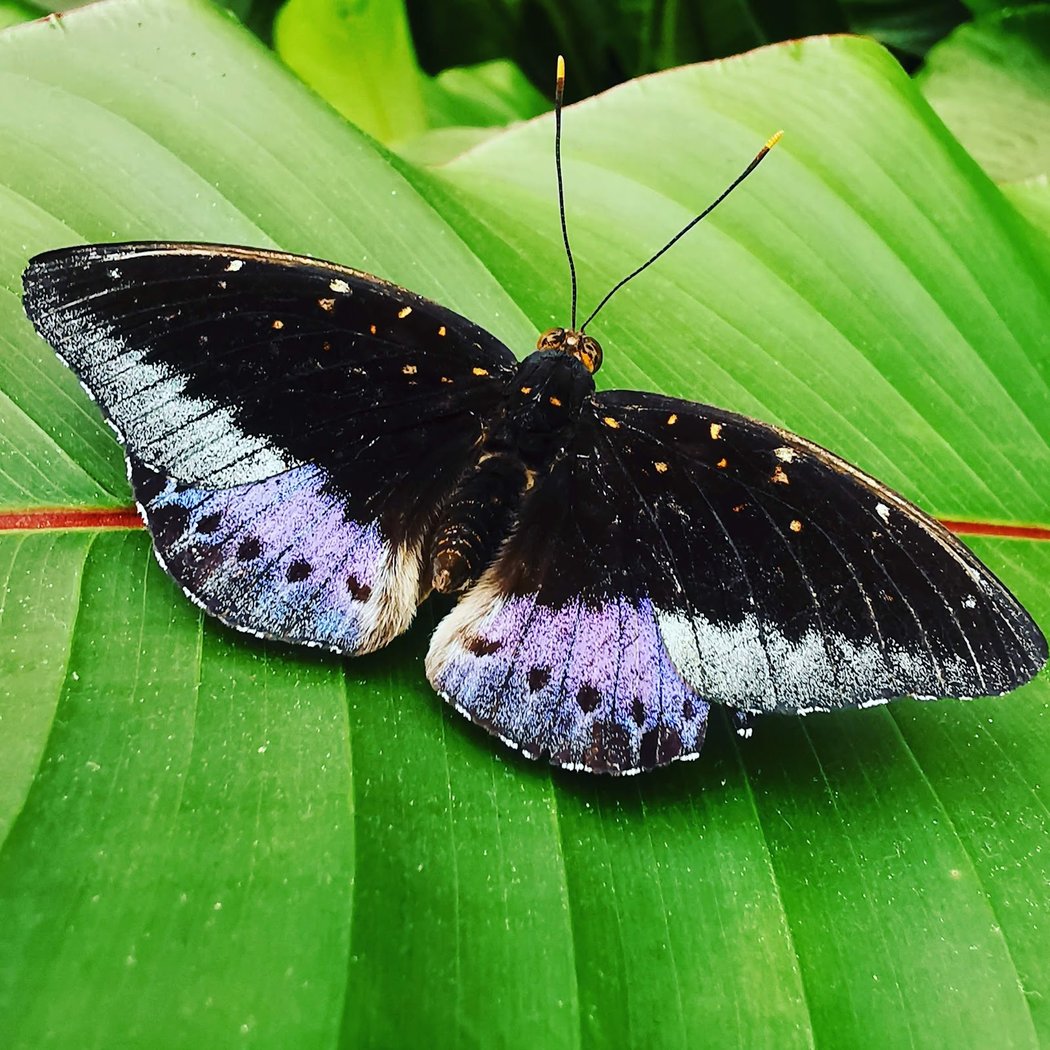 The Butterfly House 4