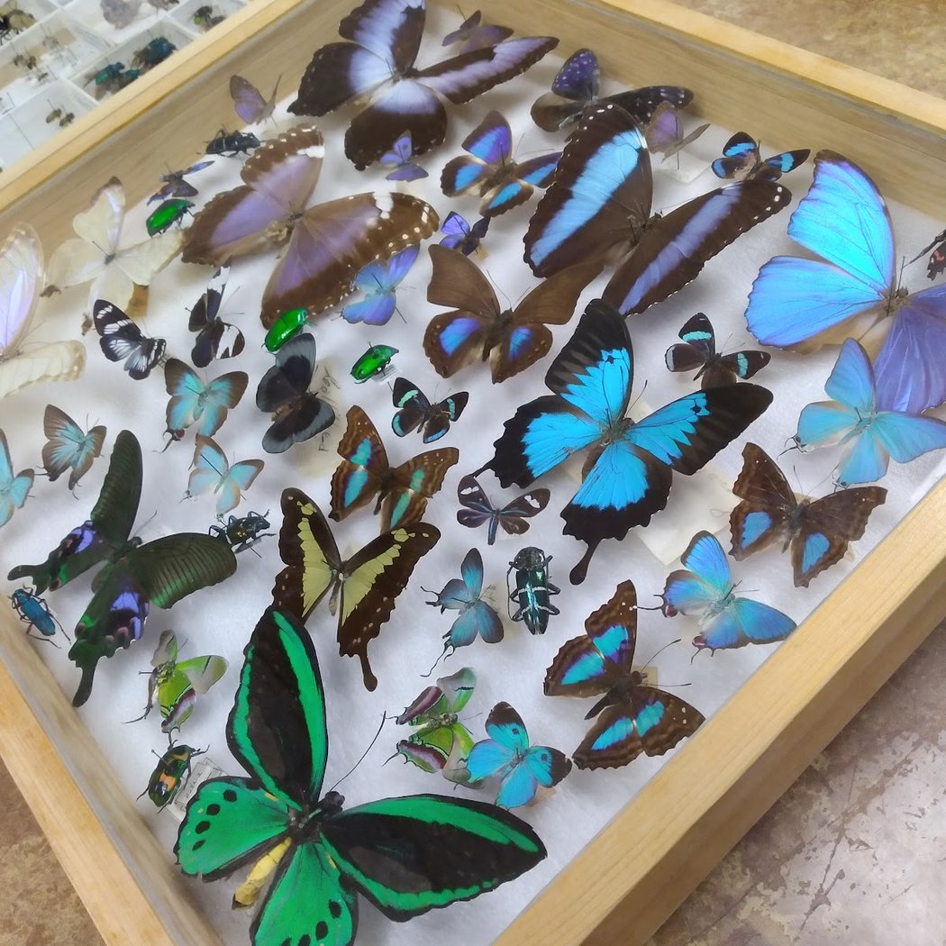 Essig Museum of Entomology Research 1