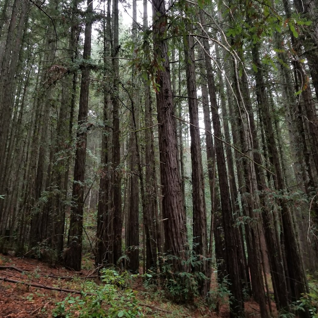 Santa Cruz Cross Country Challenge 2