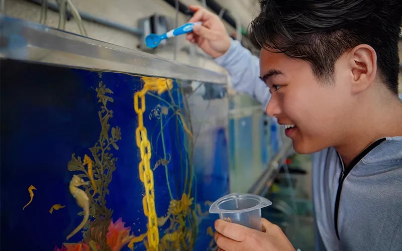 Behind-the-Scenes: Seahorse