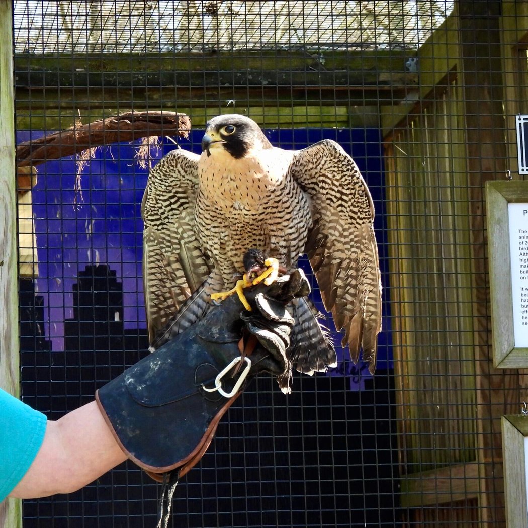 Glen Helen Raptor Center 2