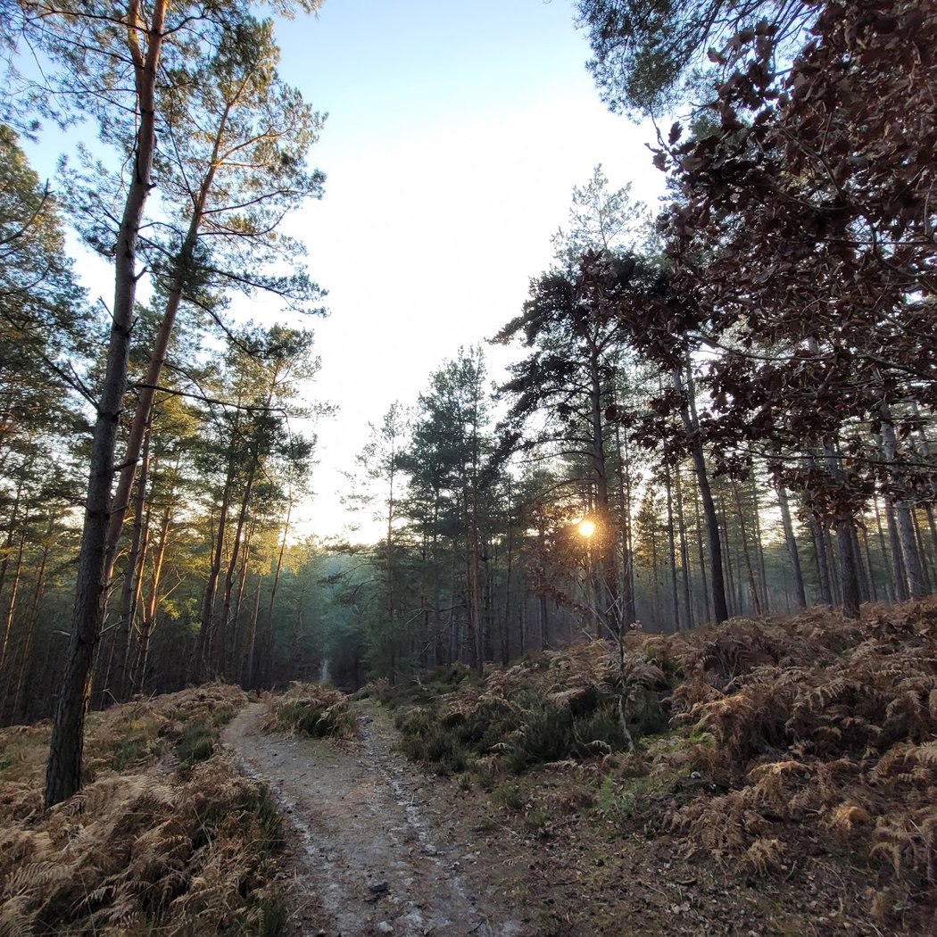 Ermenonville Forest 1