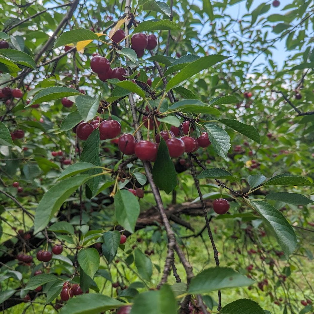 Lehman's Orchards 2