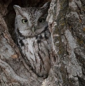 Owl Prowl 2