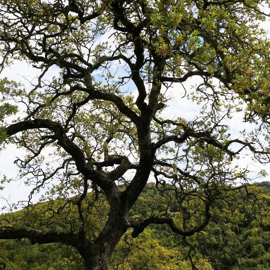 Wildflower Walk at Almaden Quicksilver 3