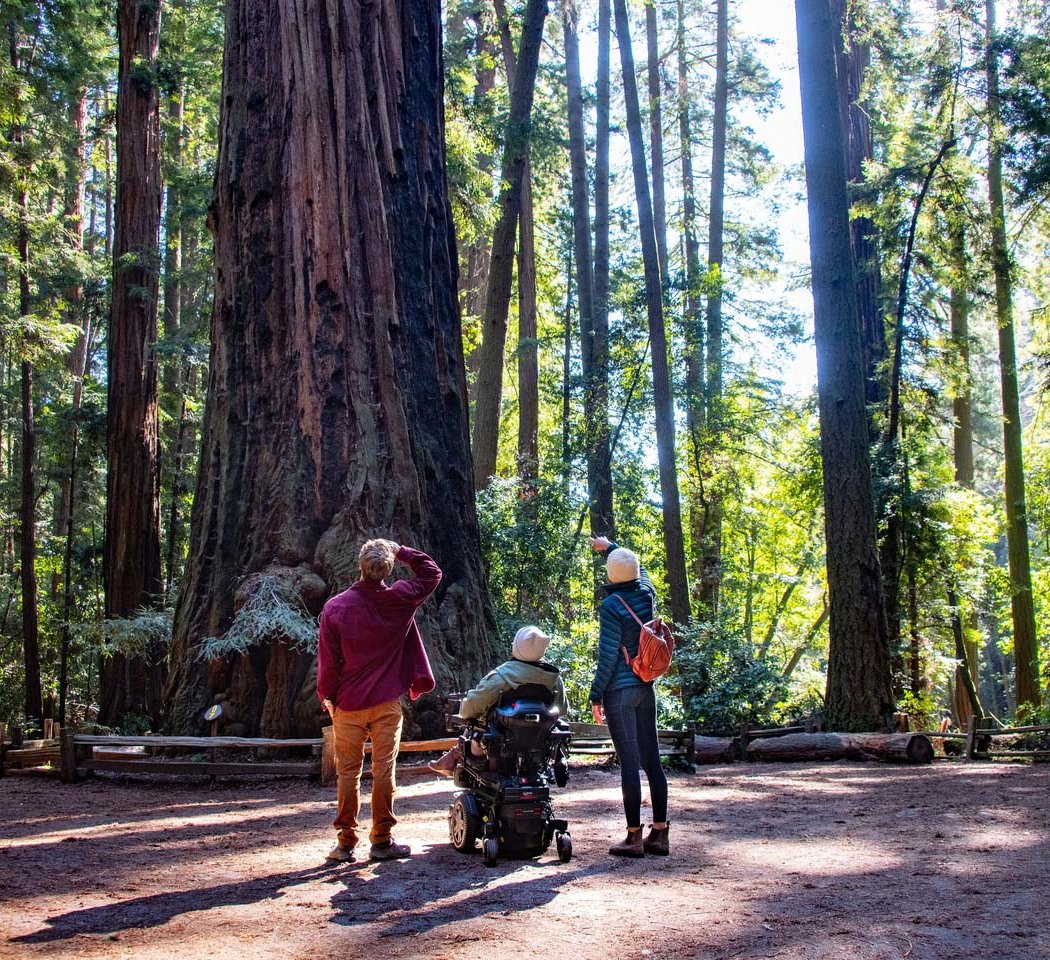 1st Day Hike - Redwood Grove Tour 1