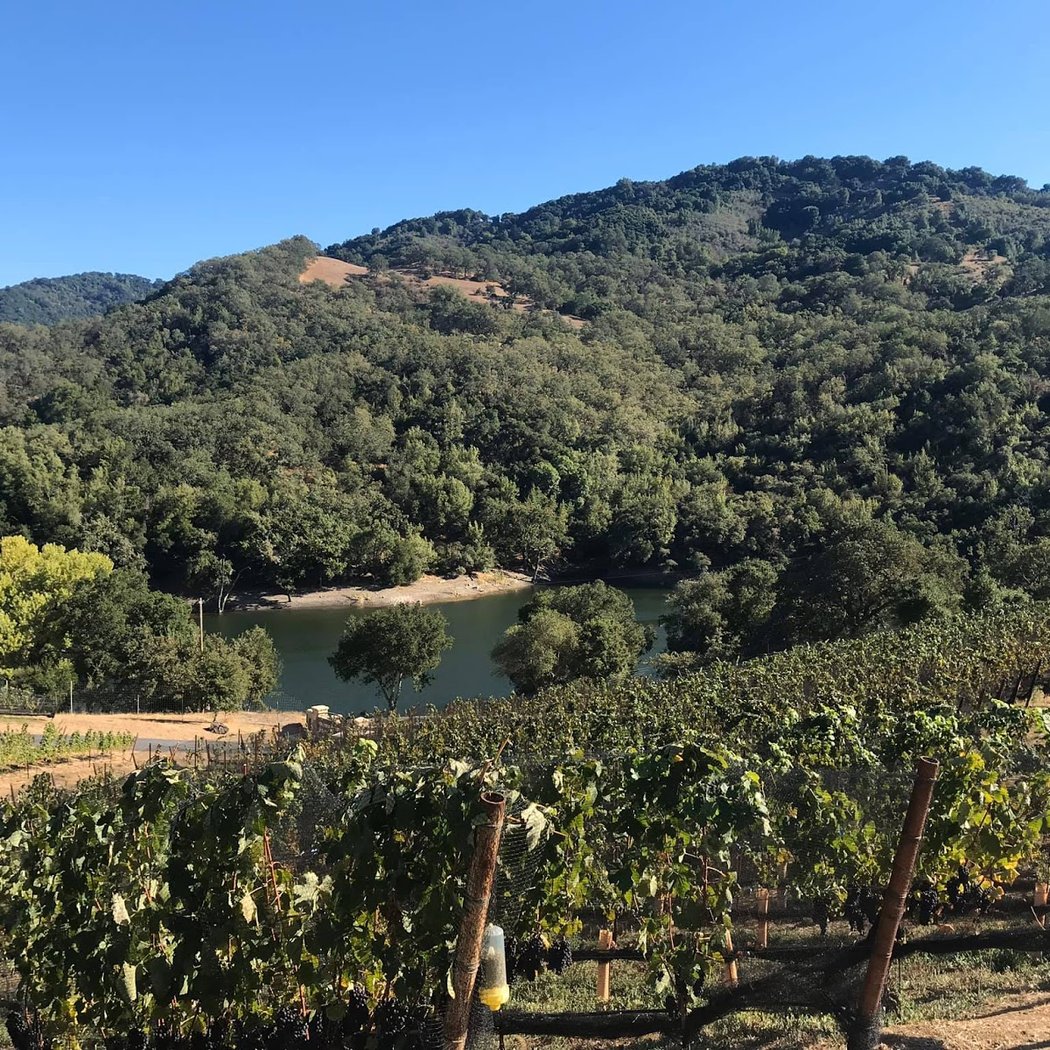 Alamitos Vineyards 3