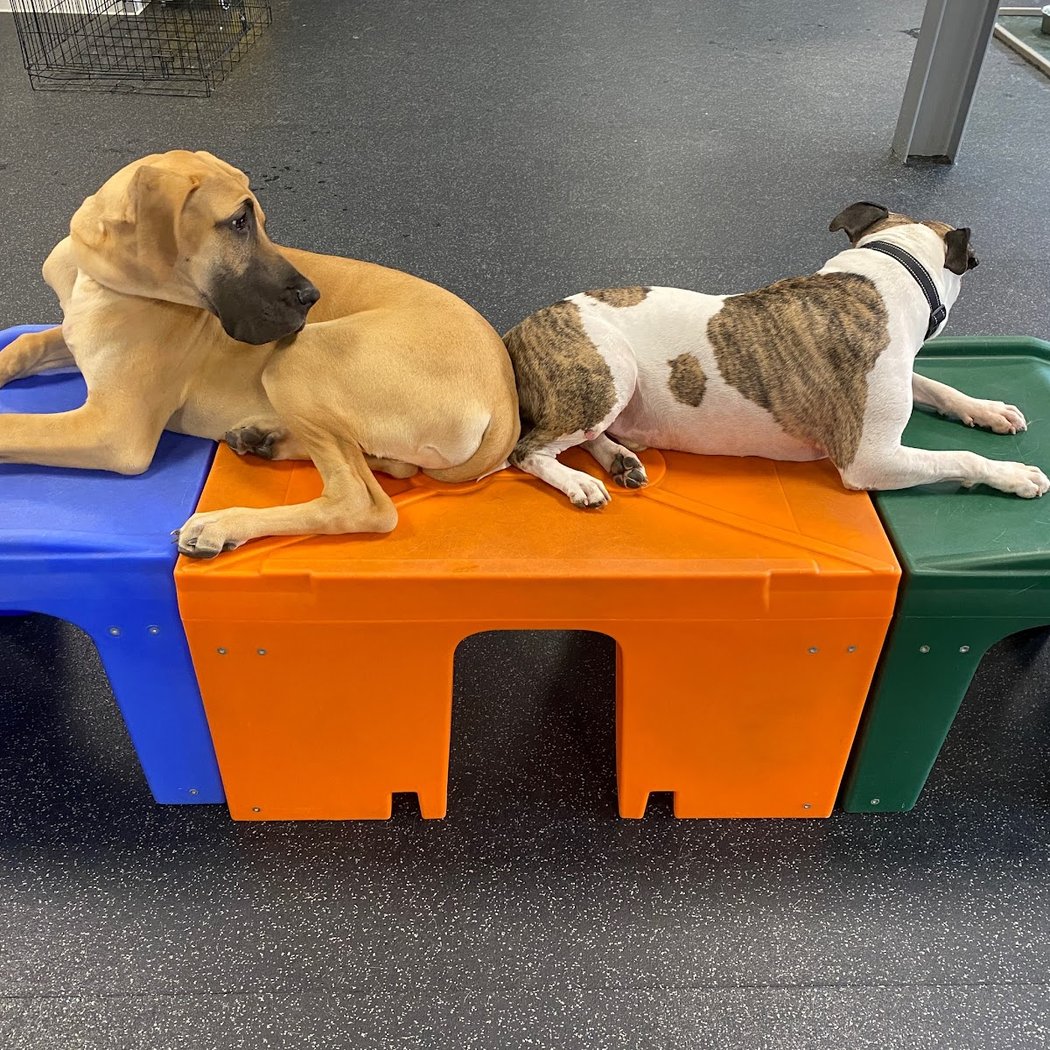 Dogtopia of Fishkill 2
