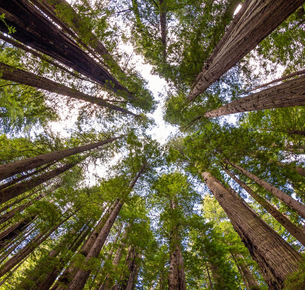 Henry Cowell Redwoods State Park 1