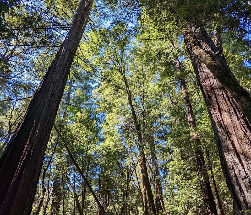 Portola Redwoods State Park Visitor Center 1