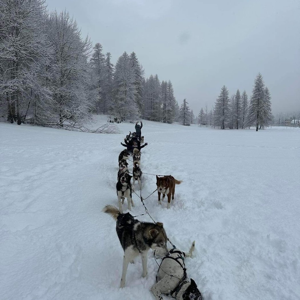 Chiens De Traineaux Jordi 2